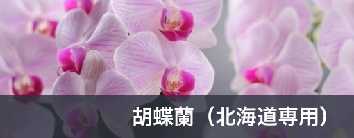 胡蝶蘭北海道