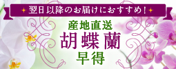 早得産地直送胡蝶蘭small