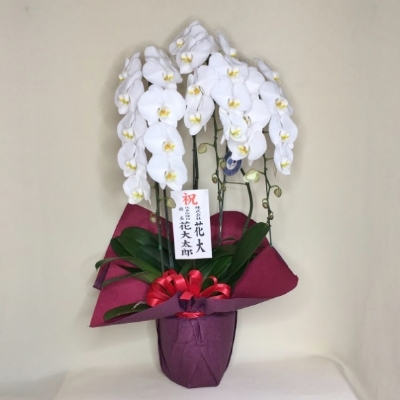 胡蝶蘭のハガキサイズ札画像